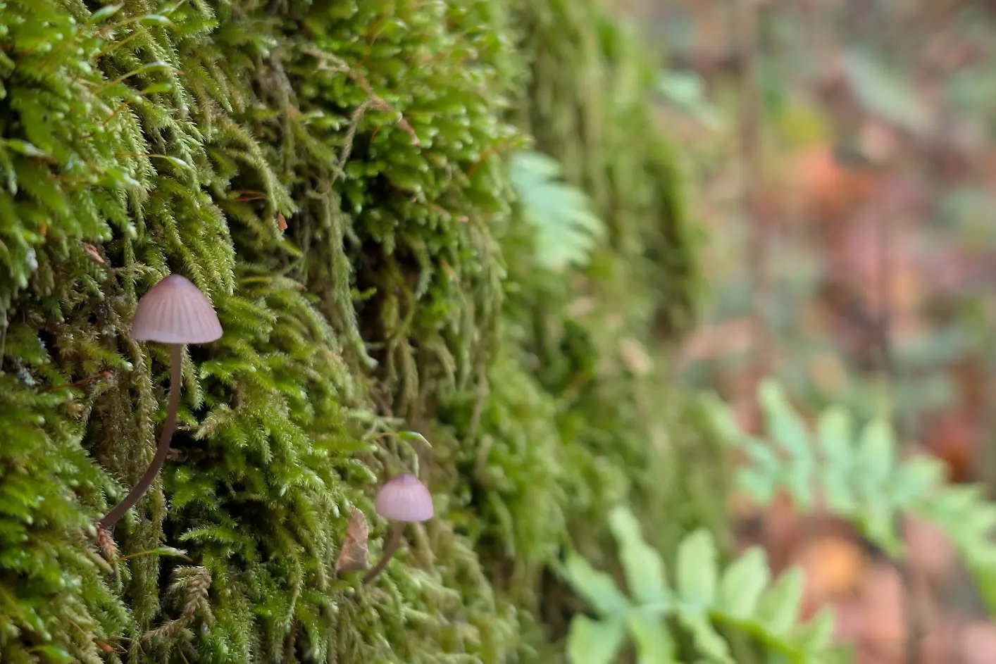 Small mushroom growing from a moss-covered branch